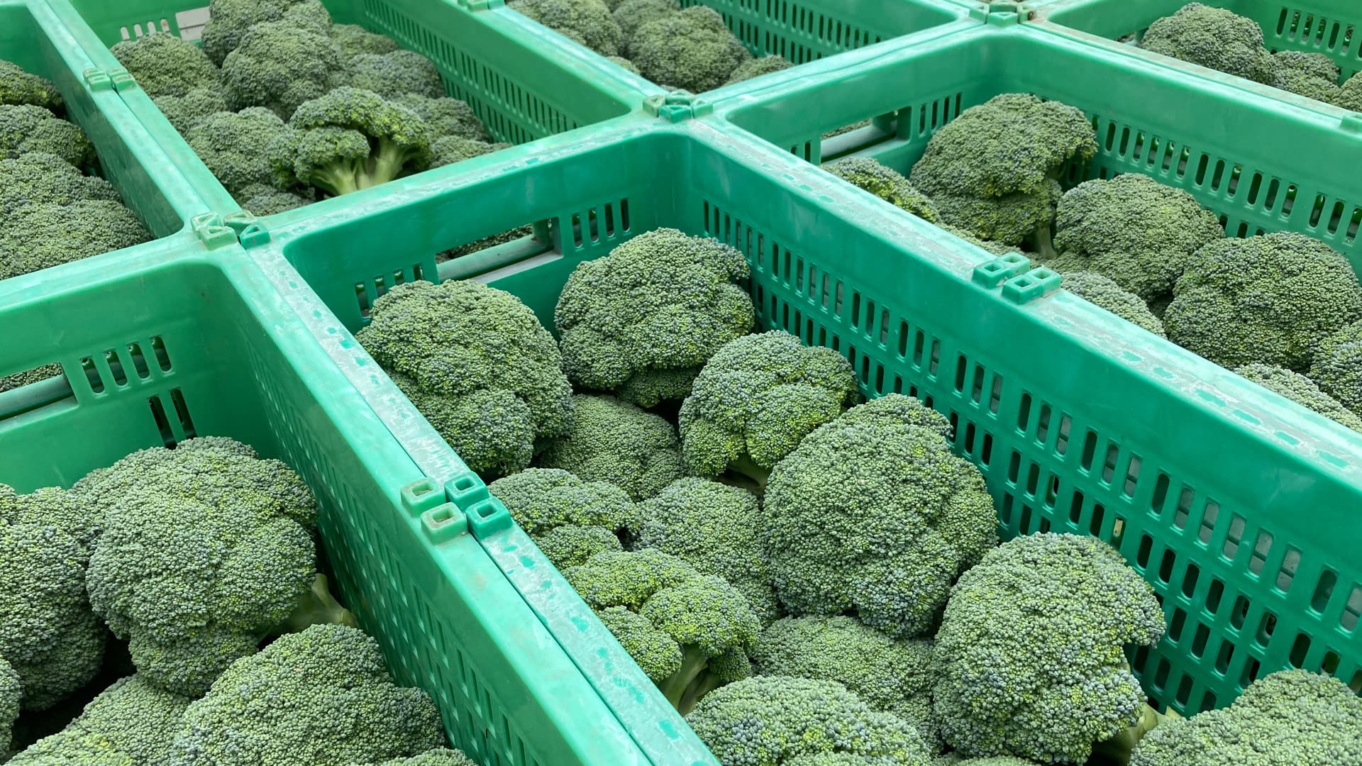 ブロッコリー園 | 上田市真田産のブロッコリー | ヨーセイ農場