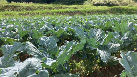 ブロッコリー畑