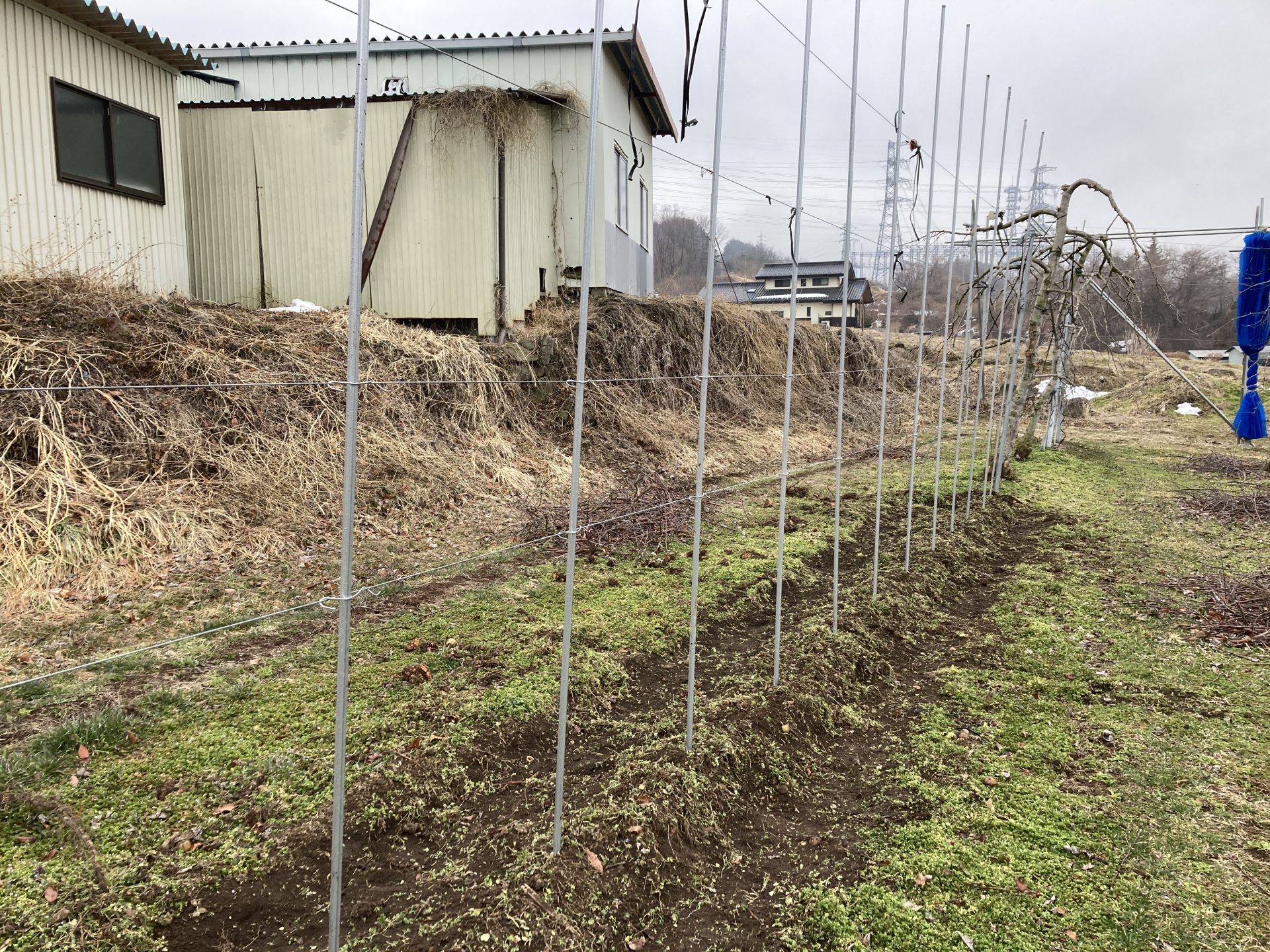 高密植栽培用の支柱を設置しました | ヨーセイ農場