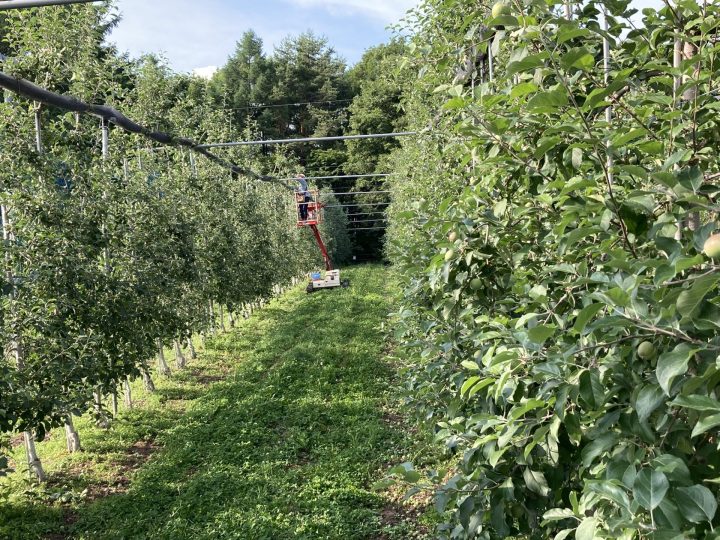 高所作業車で摘果作業