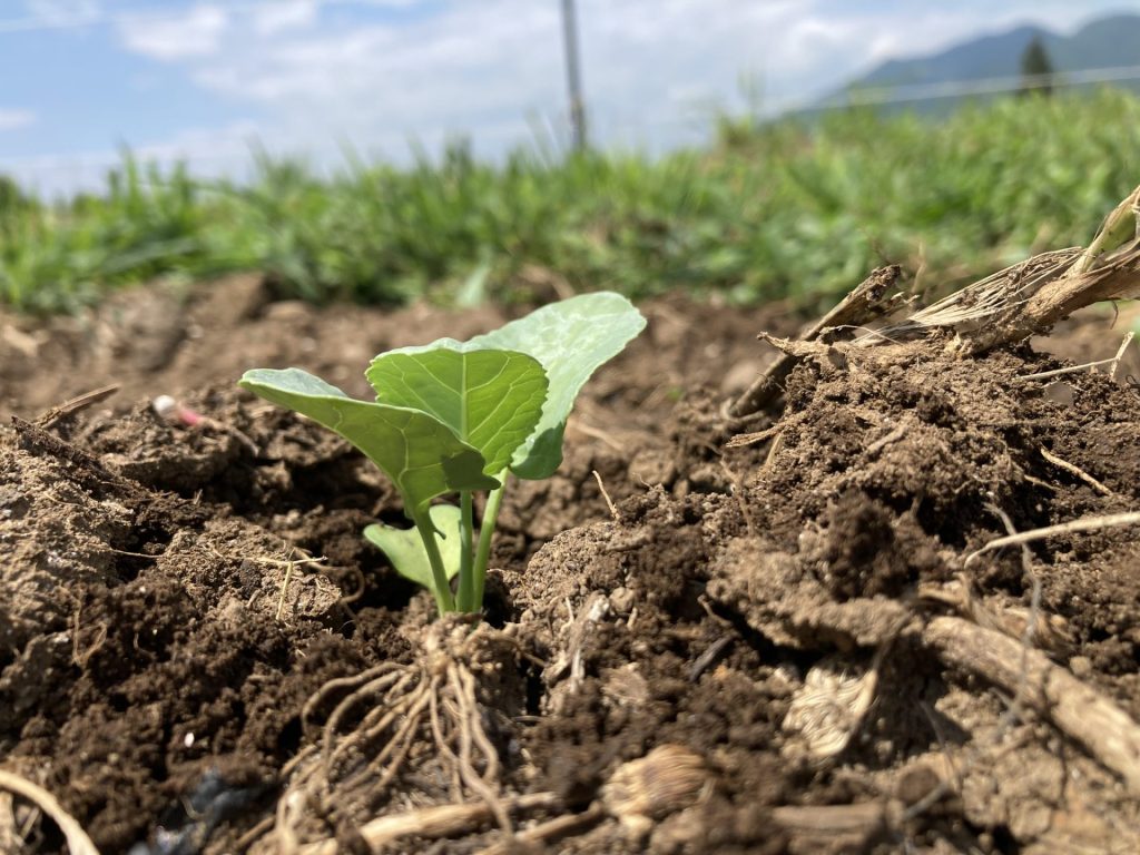 定植したブロッコリー