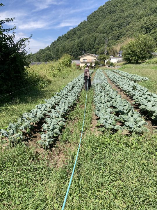 ブロッコリーの防除