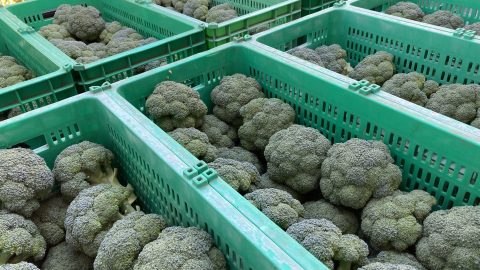 収穫したブロッコリー