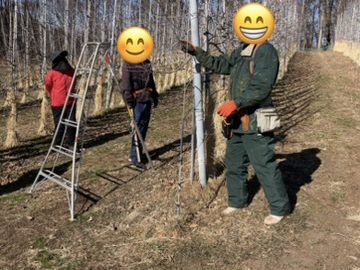 整枝剪定現地検討会