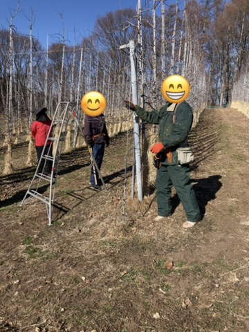 整枝剪定現地検討会