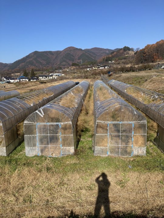 ビニールが破れたビニールハウス