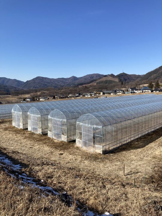 張替え完了したビニールハウス