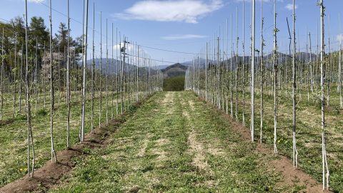 草刈りしたりんご園