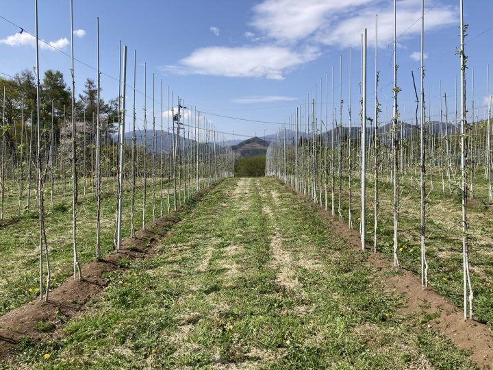 草刈りしたりんご園