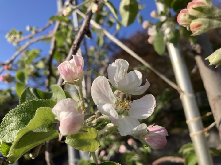 りんごの花