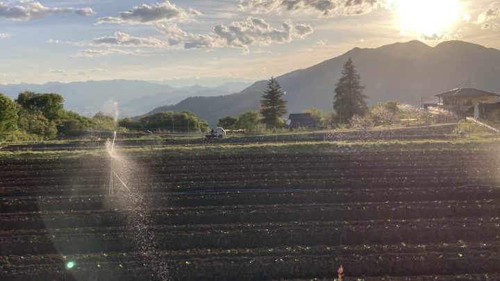 スプリンクラーで潅水するブロッコリー園