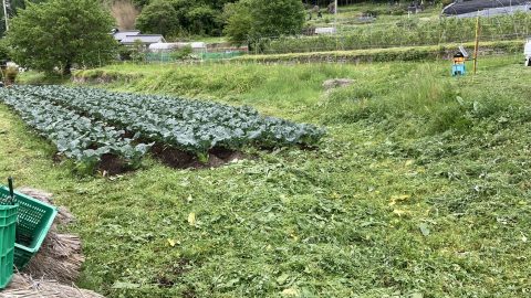 草刈りしたブロッコリー園
