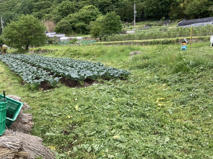 草刈りしたブロッコリー園