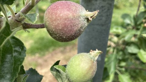 シナノリップの実